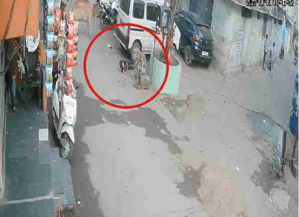 8 साल की बच्ची पर कुत्ते का हमला VIDEO : हफ्तेभर से लोगों को दौड़ा रहा डॉग, शिकायत के बाद भी नहीं पहुंच रही नगर निगम की टीम
