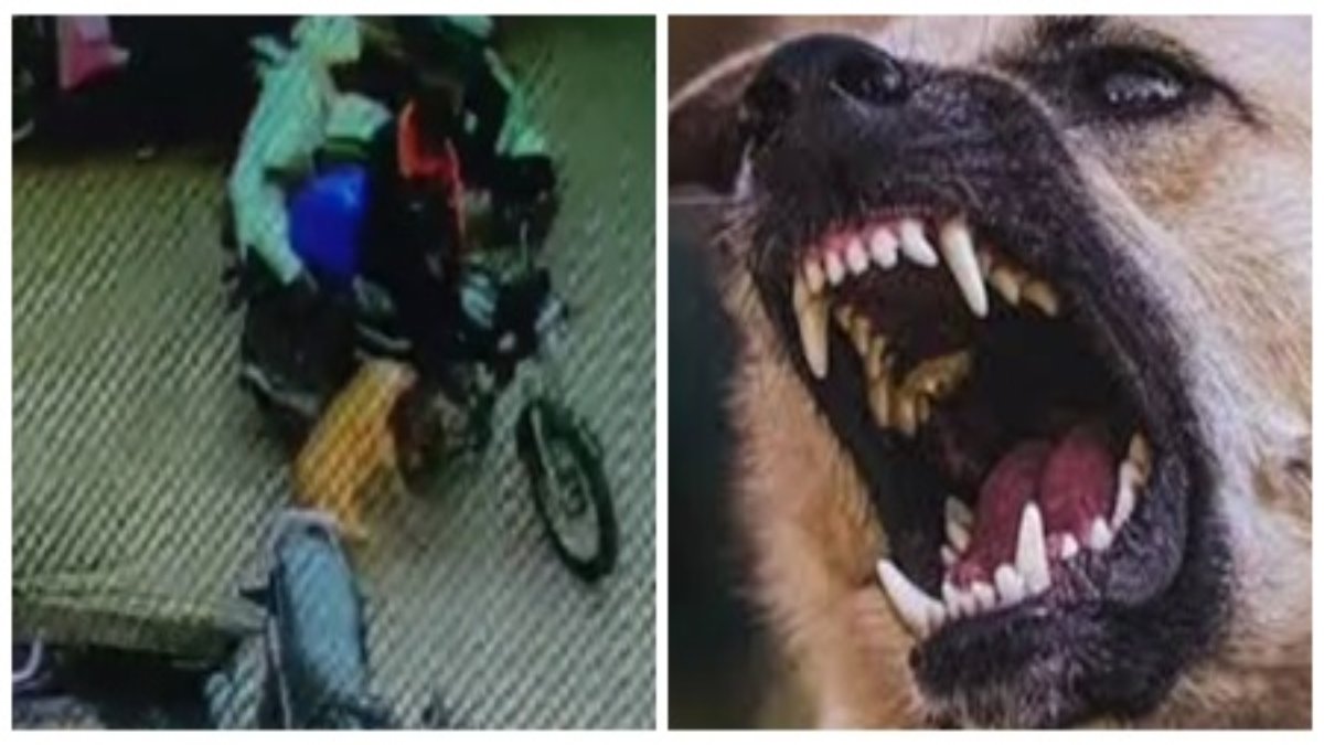 खूंखार कुत्तों का आतंक: बीच बाजार एक मिनट में 6 बाइक सवारों को काटा, CCTV में कैद हुआ मंजर 
