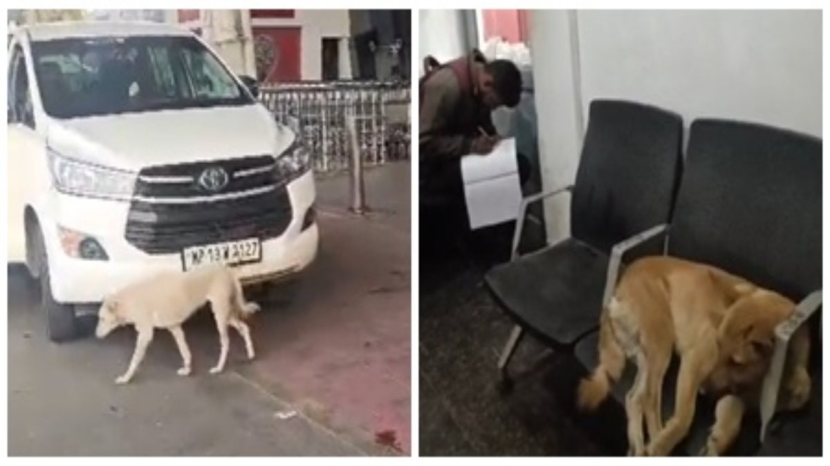 देश के सबसे स्वच्छ शहर इंदौर के एयरपोर्ट का हाल बेहाल: इंसानों की सीट पर आवारा कुत्तों का कब्जा, Airport के अंदर और बाहर घूमते डॉग कैमरे में कैद  