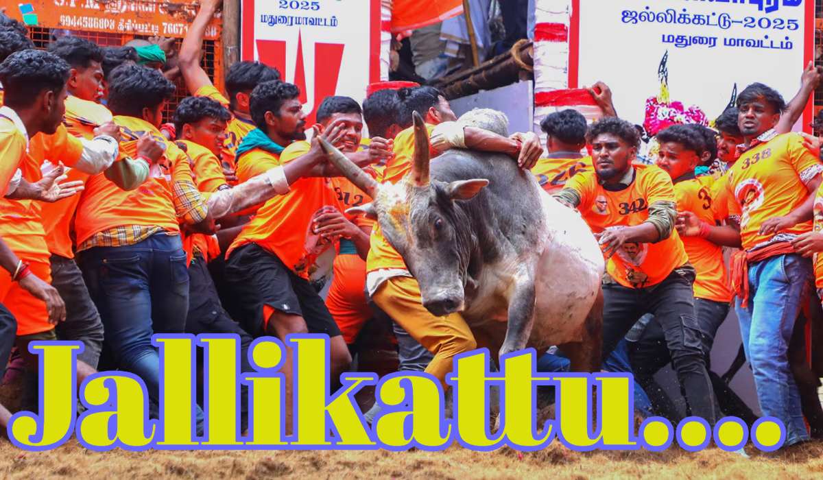 Jallikattu Video: तमिलनाडु में जल्लीकट्टू से 1 दिन में 7 की मौत, 400 से ज्यादा लोग घायल, 2 बैलों की भी जान गईं, जानें इसका इतिहास और खेलने के तरीके