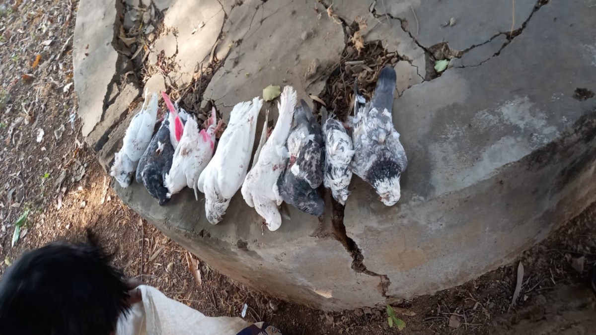 बदले की आग ऐसी… पड़ोसी महिला से बदला लेने 28 कबूतरों की गर्दन मरोड़कर ले ली जान, जानिए दोनों के बीच आखिर ऐसा क्या हुआ था ?