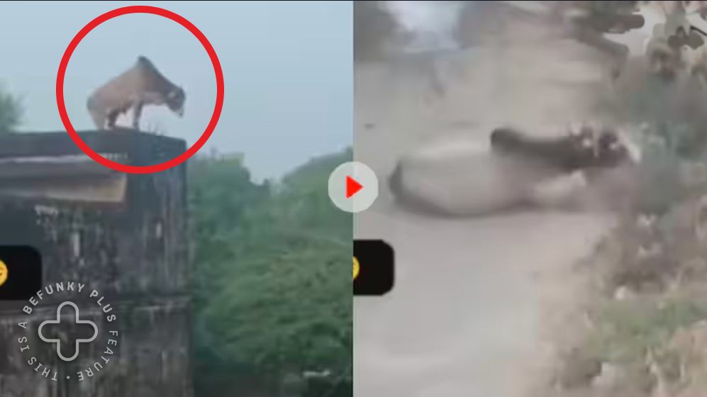 Nandi Suicide Video: छत से कूदकर ‘नंदी’ ने किया सुसाइड? सामने आया खौफनाक वीडियो, लोग बोले- कयामत आने वाली है