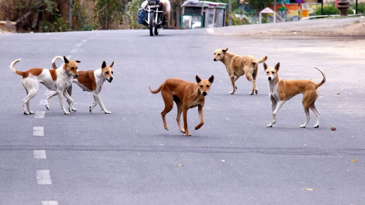 ग्वालियर में स्ट्रीट डॉग्स की दहशत: एक महीने में 4100 लोगों को बनाया शिकार, मासूम बच्चों की संख्या सबसे ज्यादा, चौंका देंगे ये आंकड़े  