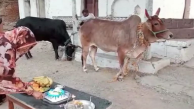 Bihar News: किसान ने केक काटकर गाय का मनाया जन्मदिन, 500 से अधिक लोगों को खिलाया भोजन