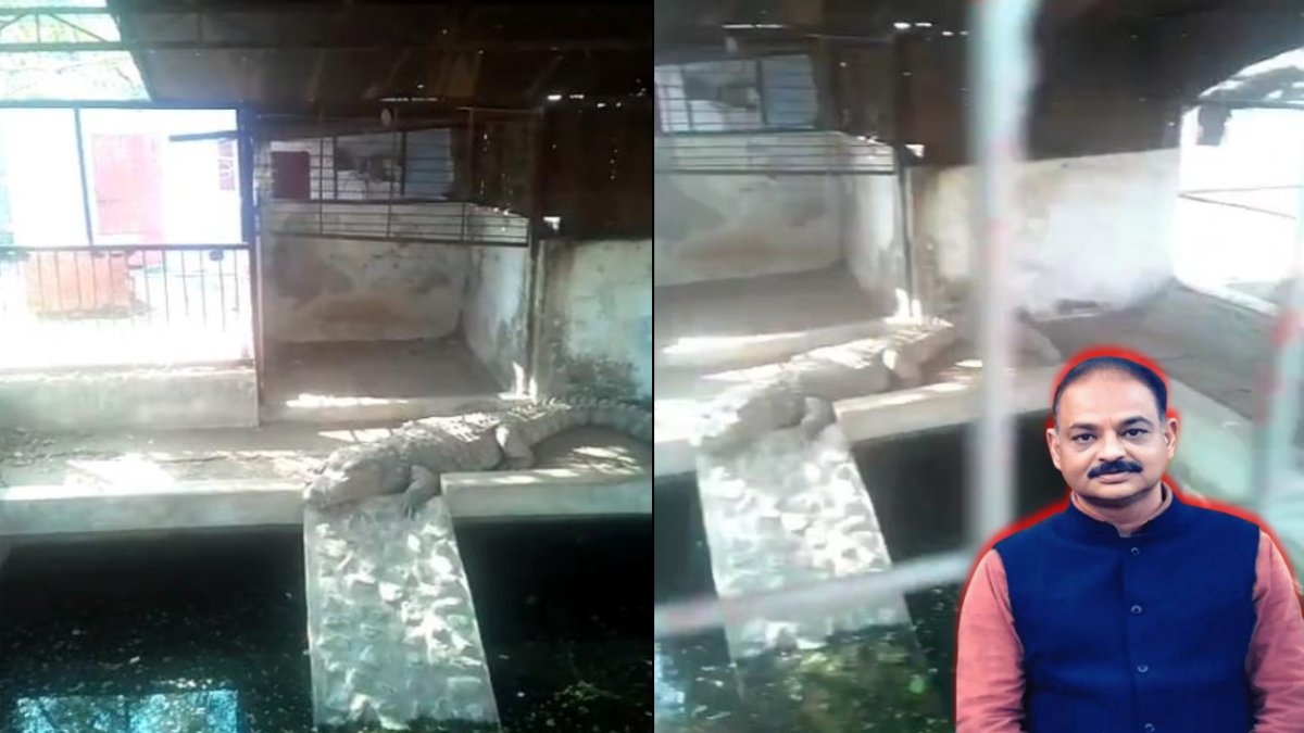 पूर्व बीजेपी विधायक के घर से मिले मगरमच्छ का VIDEO VIRAL: IT को सर्चिंग के दौरान मिला था 14 KG गोल्ड, 3.80 करोड़ और 3 क्रोकोडाइल