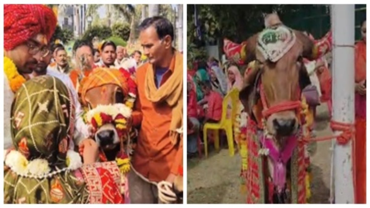 हल्दी-मेहंदी, सात फेरे और रिसेप्शन… ‘नारायण’ की जीवनसाथी बनी ‘लक्ष्मी’ मकर संक्रांति पर उज्जैन में हुई गाय और बैल की अनोखी शादी 