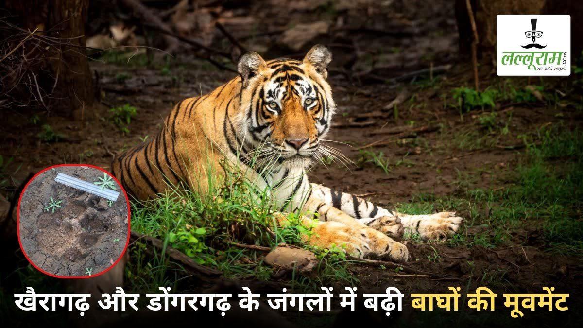 खैरागढ़ और डोंगरगढ़ के जंगलों में बढ़ी बाघों की मूवमेंट, पगमार्क नज़र आने के बाद वन विभाग ने 17 गांवों में कराई मुनादी