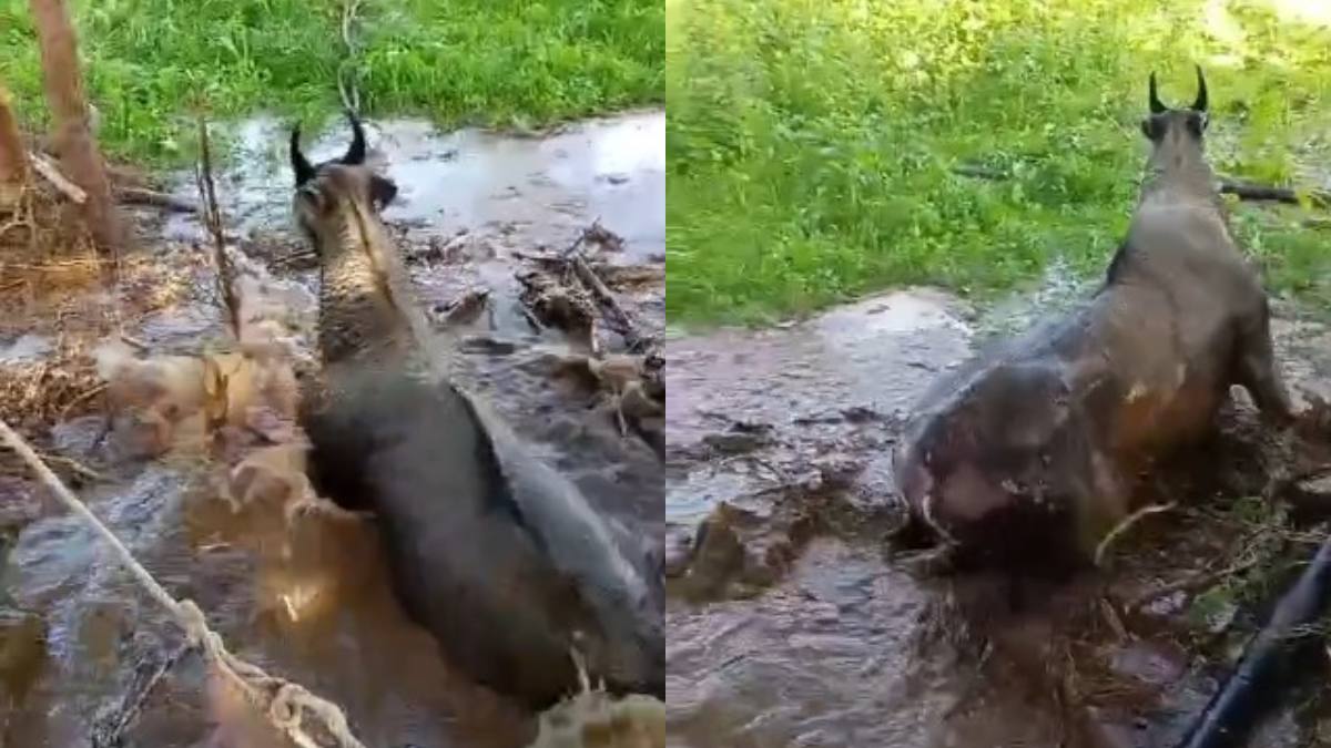 सूखे कुएं में गिरी नील गाय, वन विभाग ने अनोखे तरीके से किया रेस्क्यू, देखें VIDEO