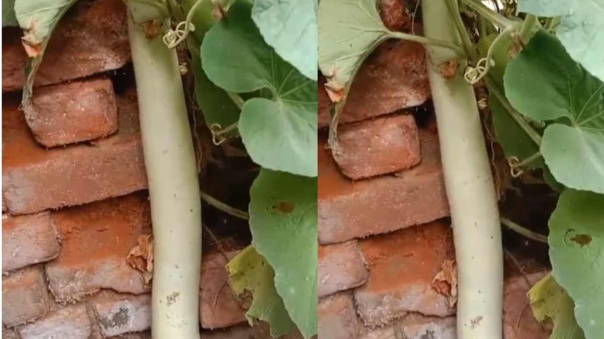बाप रे बाप..! अन्नू सिंह से बड़ा अन्नू सिंह की ‘लौकी’ का कद, लगभग 6 फीट की लौकी देखने उमड़ी लोगों की भीड़, देखें VIDEO