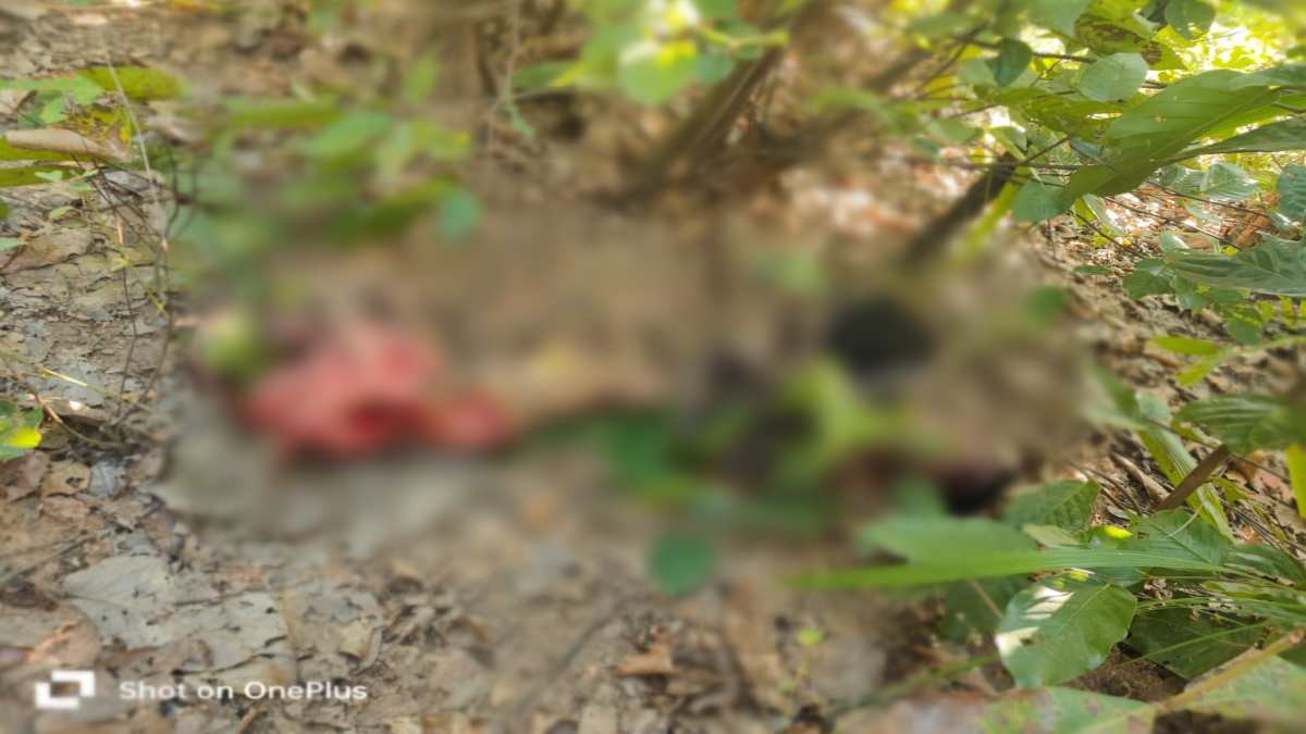 अधेड़ को उठा ले गया बाघ: हमले से मौत की आशंका, जंगल में लकड़ी बीनने गया था, ग्रामीणों में दहशत