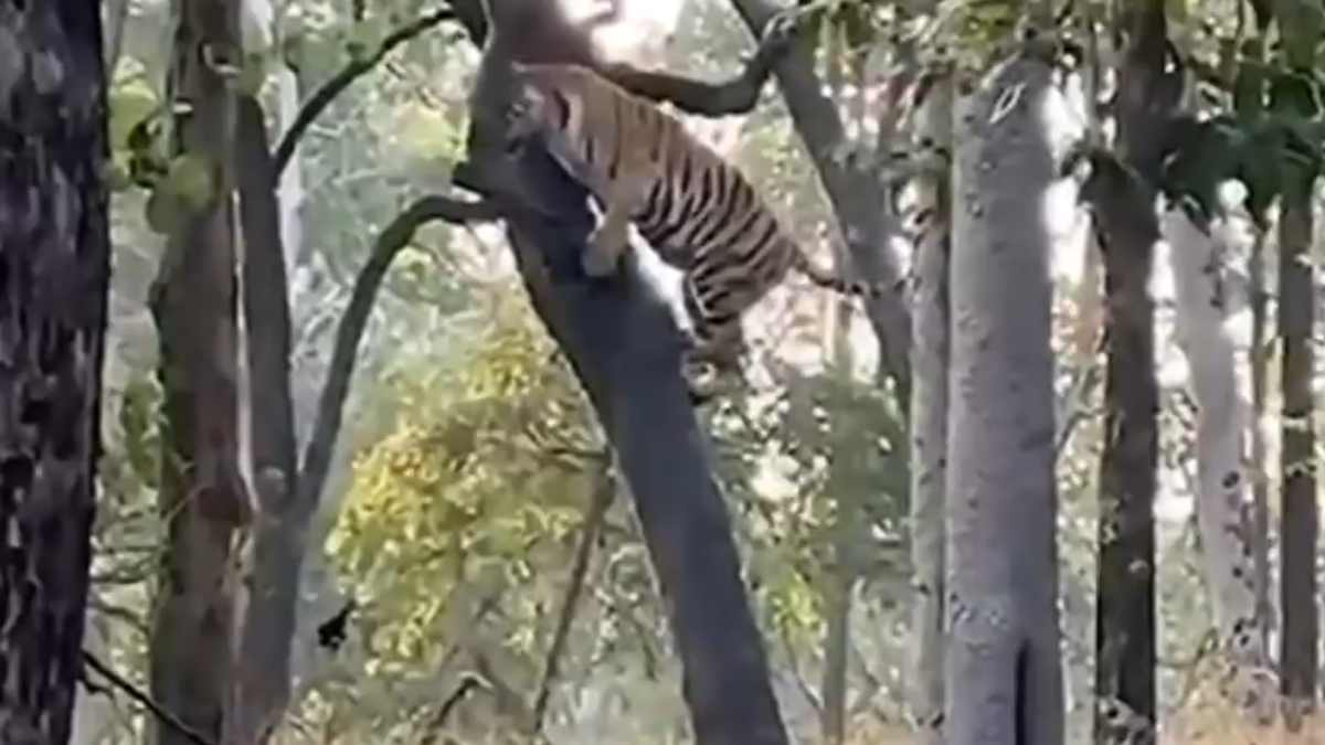 पेंच नेशनल पार्क में अनोखा नजारा: बाघिन ने सर्कस की तरह दिखाए करतब, देखते ही रह गए पर्यटक