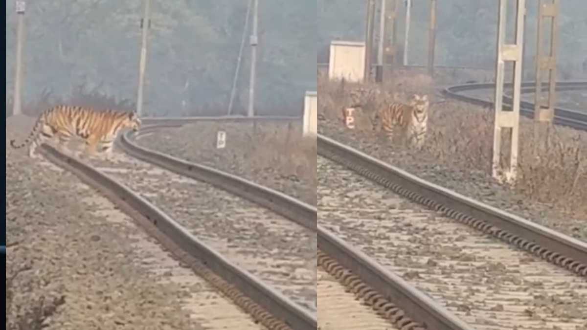 रेलवे ट्रैक पर आया टाइगर, ट्रेन के लोको पायलट ने लगाया ब्रेक, फिर… देखें वीडियो