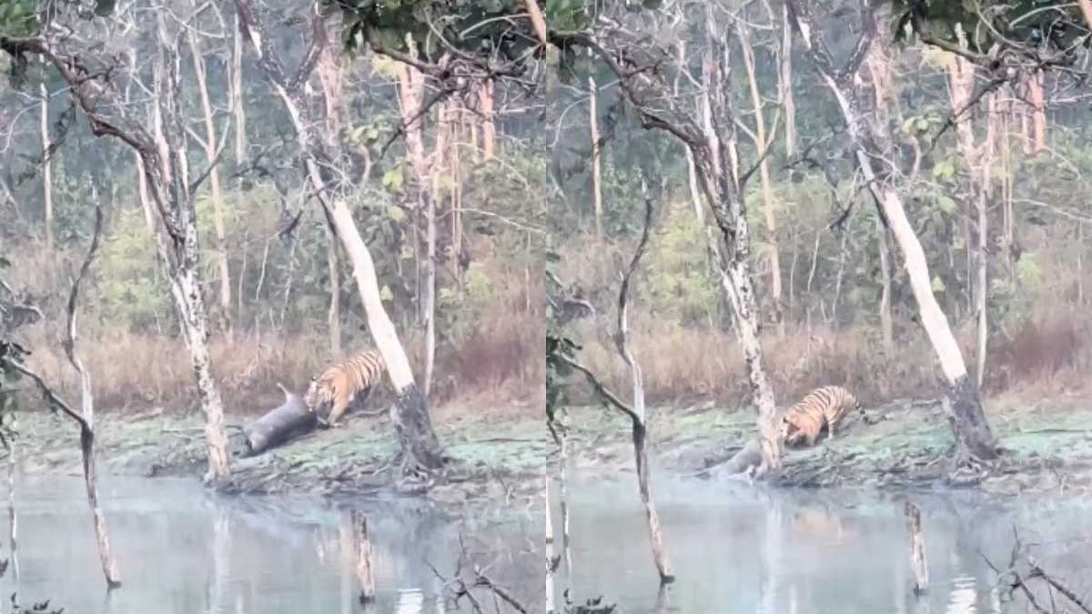 Video: पानी के कुंड में छलांग लगाकर टाइगर ने किया सांभर का शिकार, फिर घसीटकर ले गया जंगल, नजारा देख खुली रह गई पर्यटकों की आंखें
