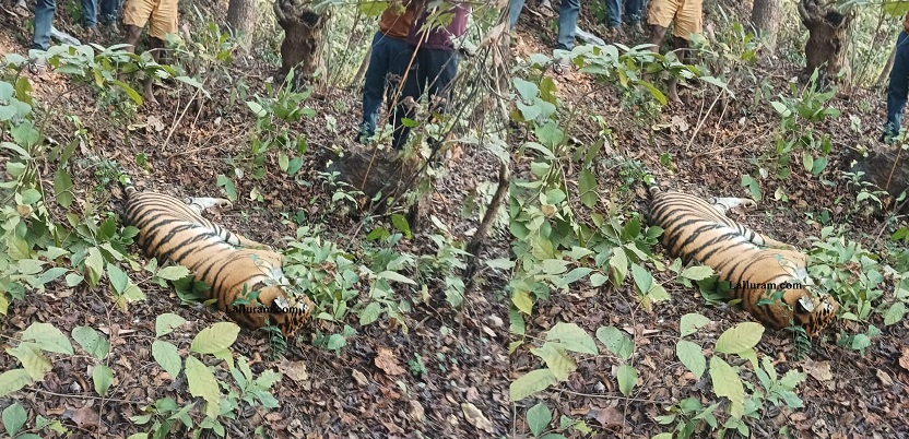 SEC Railway News: ट्रेन से टकराया Tiger