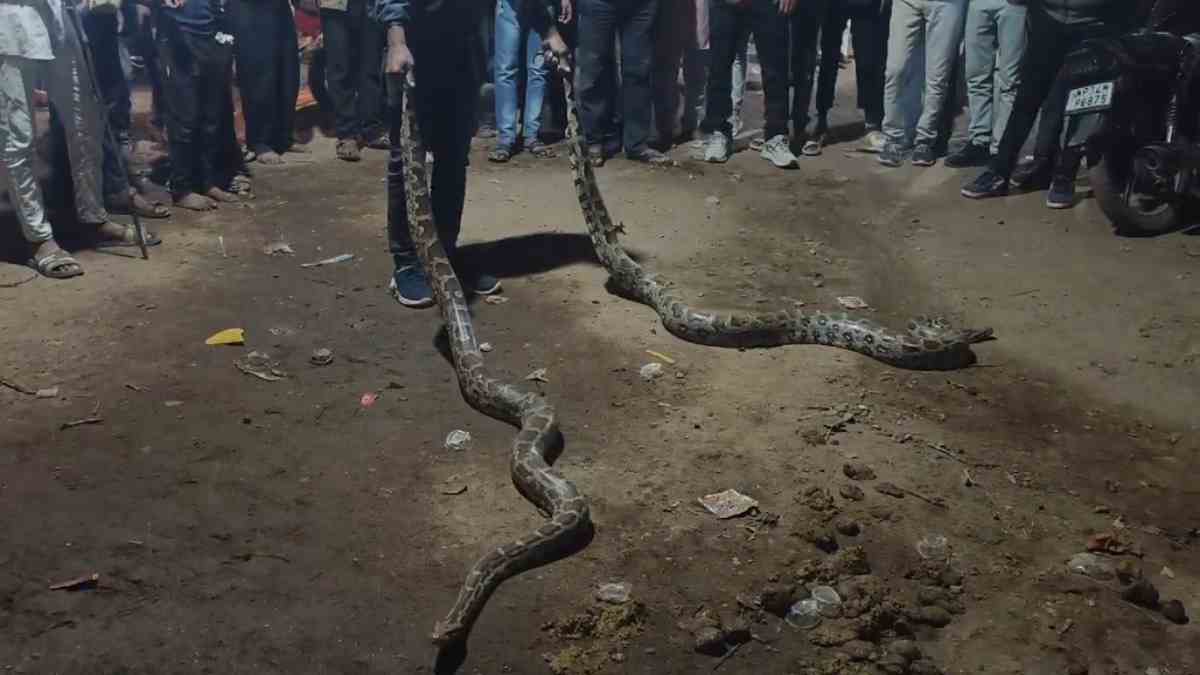 एक साथ तीन अजगर देख ग्रामीणों के उड़े होश, 15 फीट लंबे दो अजगर का रेस्क्यू, एक भागा