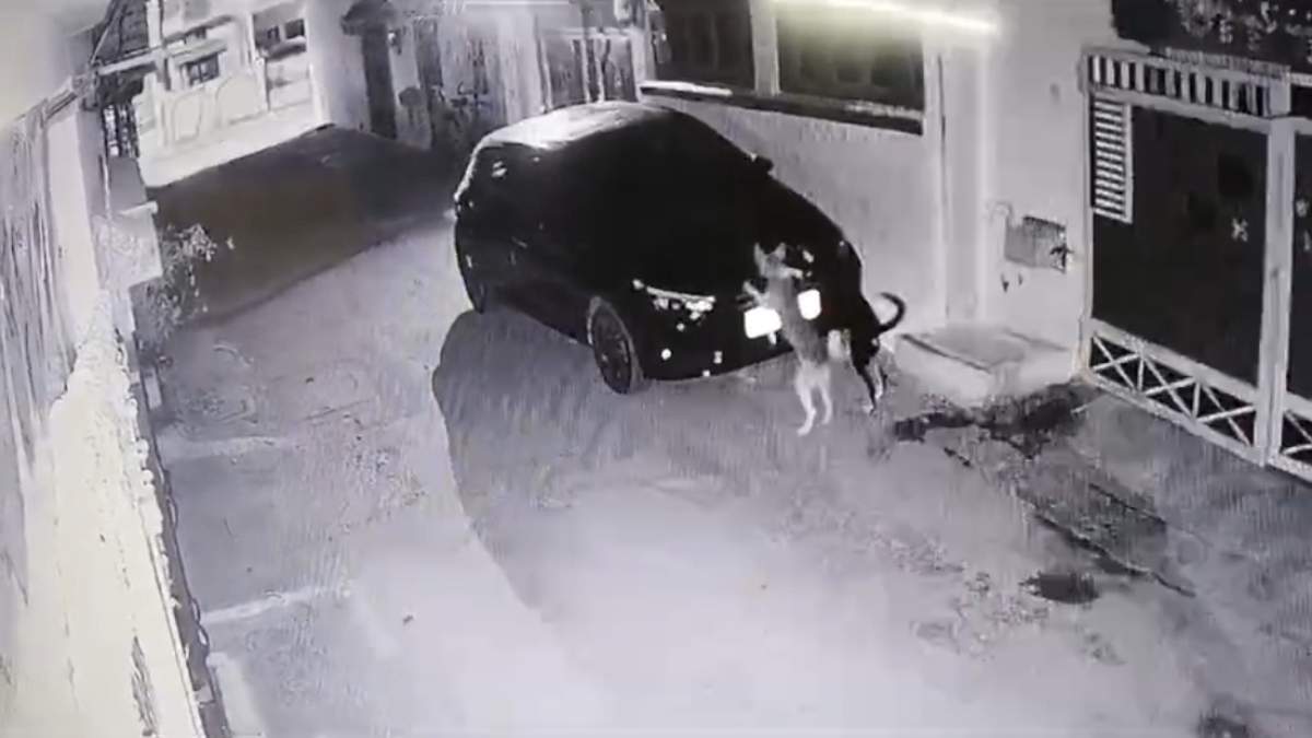 टक्कर के बाद बदले की आग में जल रहा था कुत्ता: 12 घंटे किया तलाश, कार मिली तो ऐसे लिया बदला, CCTV देख उड़ जाएंगे आपके होश