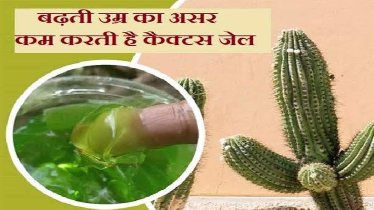 Skin Care Tips: क्या आप भी अपने चेहरे पर करते हैं कैक्टस जेल का इस्तेमाल? जानिए क्या है इसका सही तरीका
