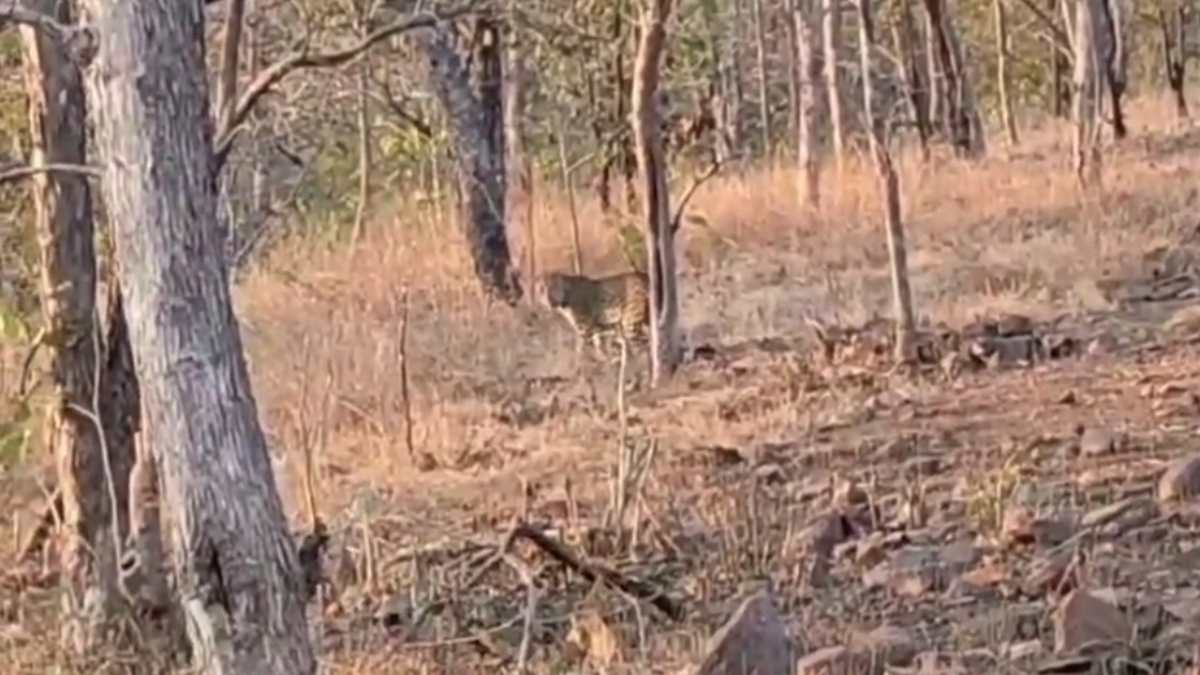 रातापानी टाइगर रिजर्व: पर्यटकों को हुए तेंदुए का दीदार, अन्य जंगली जानवरों को देख रोमांचित हुए सैलानी