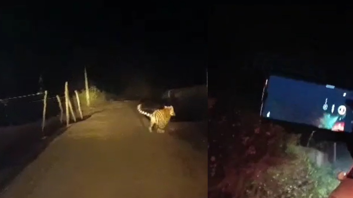 कार से बाघिन को दौड़ाने का Video Viral, नजदीक से कैमरे में कैद करने मची होड़, कलेक्टर ने प्रभावित स्कूल-आंगनबाड़ी में की छुट्टी घोषित