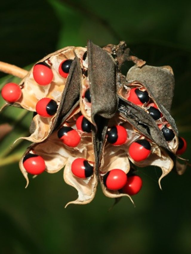 ‘रत्ती टोटका’ मिलेगा सम्मान, कोर्ट-कचहरी में होगी जीत!