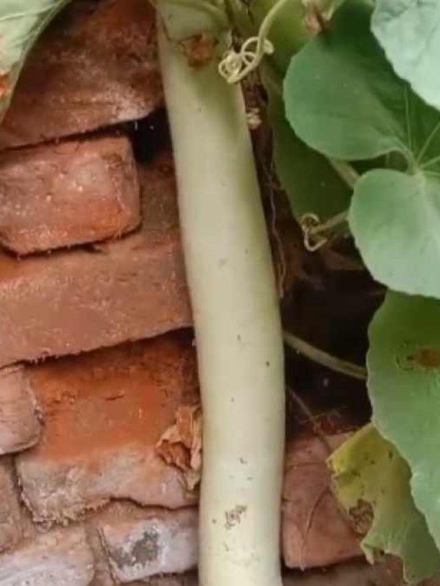 किसान के घर में उगी 5 फुट 9 इंच की लौकी, देखने के लिए उमड़ी भीड़