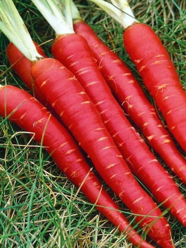 इन स्थिति में नहीं करना चाहिए गाजर का सेवन …