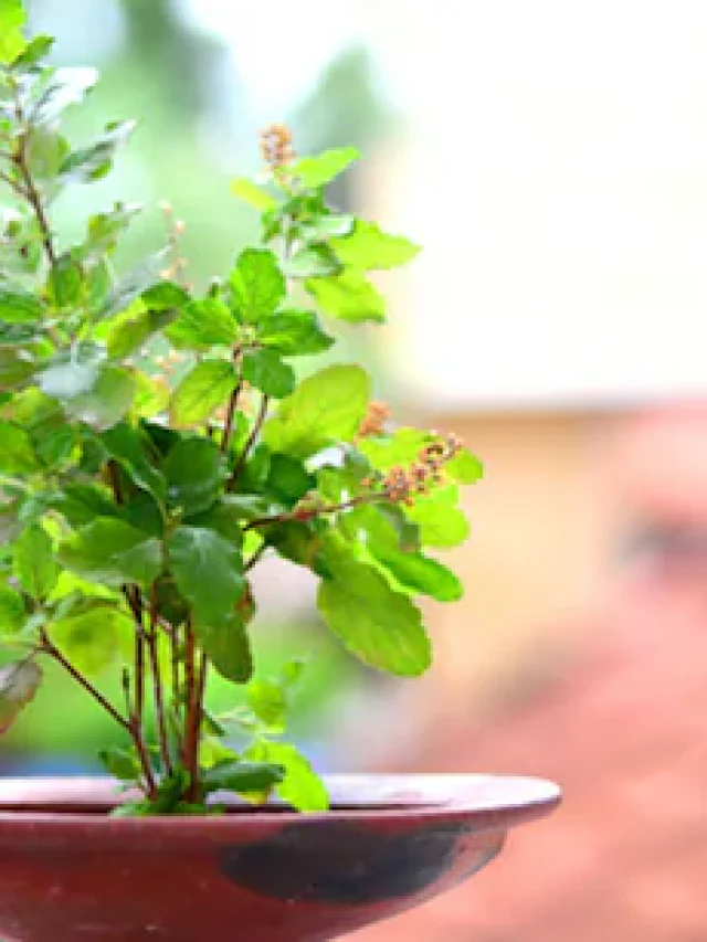 घर की खुशहाली के लिए… सूर्यास्त के बाद भूलकर भी न करें इन चीजों का दान