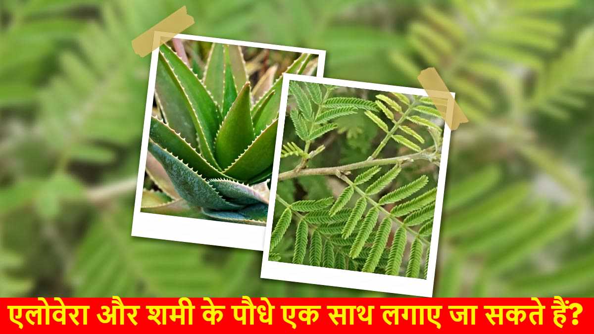 AloeVera aur Shami ke Paudhe: क्या एलोवेरा और शमी के पौधे एक साथ लगाए जा सकते हैं? जानिए ज्योतिषीय महत्व…