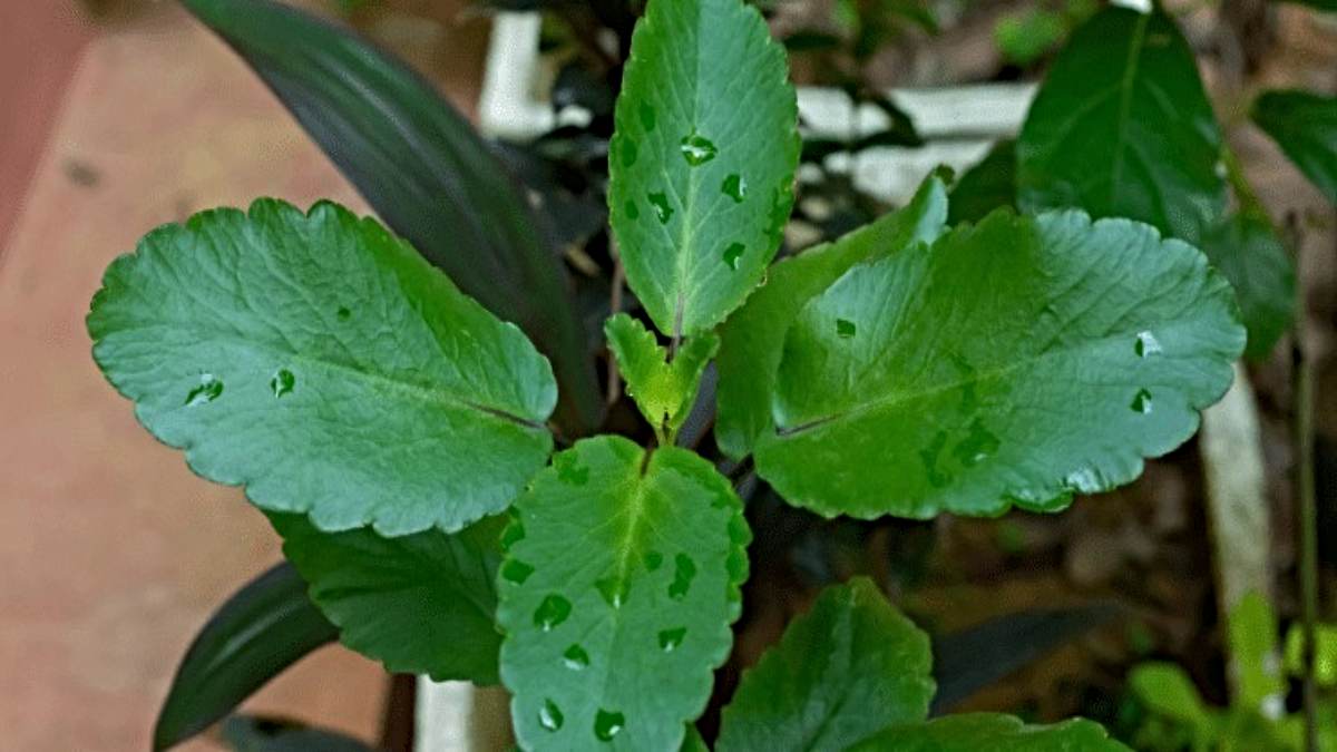 PatharChatta ka Paudha: चमत्कारी पौधा जो ब्लड शुगर को करे कंट्रोल और इम्यूनिटी को भी करे स्ट्रॉंग…