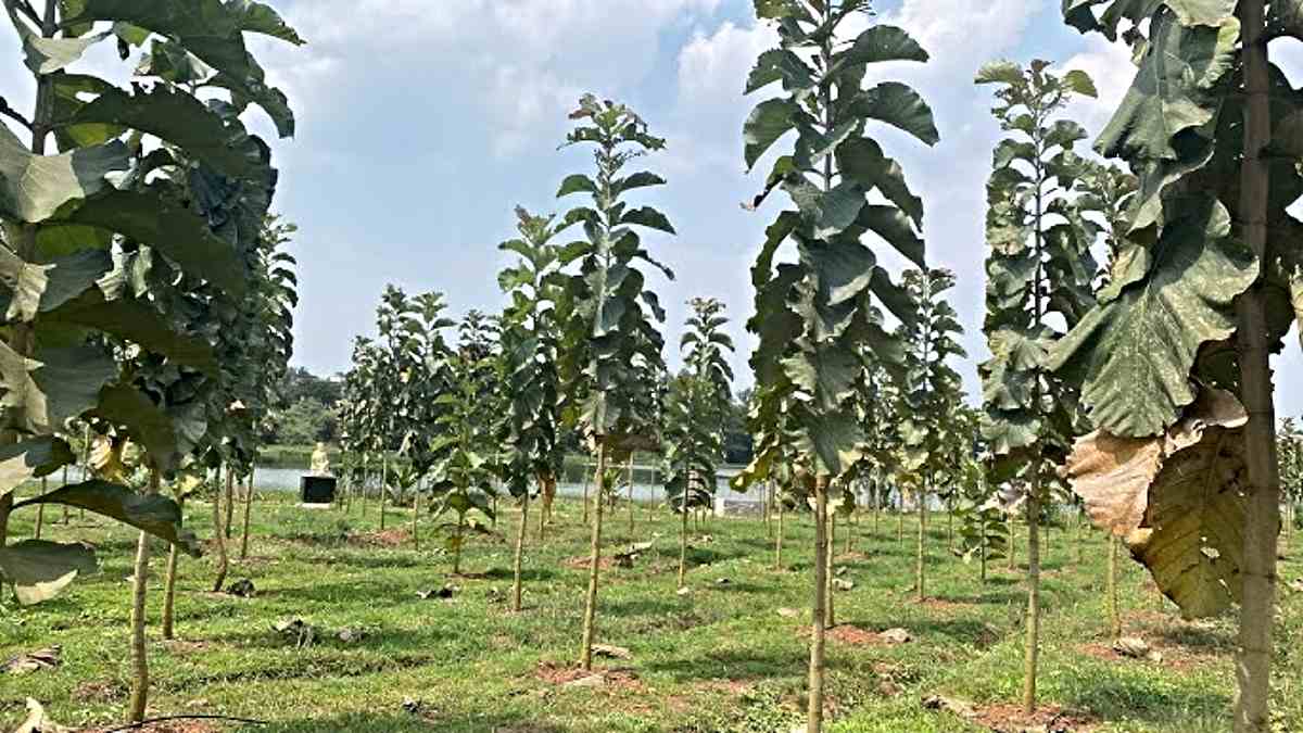 Teak-Sandalwood: सागौन-चंदन आपको भी बना सकते हैं करोड़पति, अपनाएं ये तरीका…
