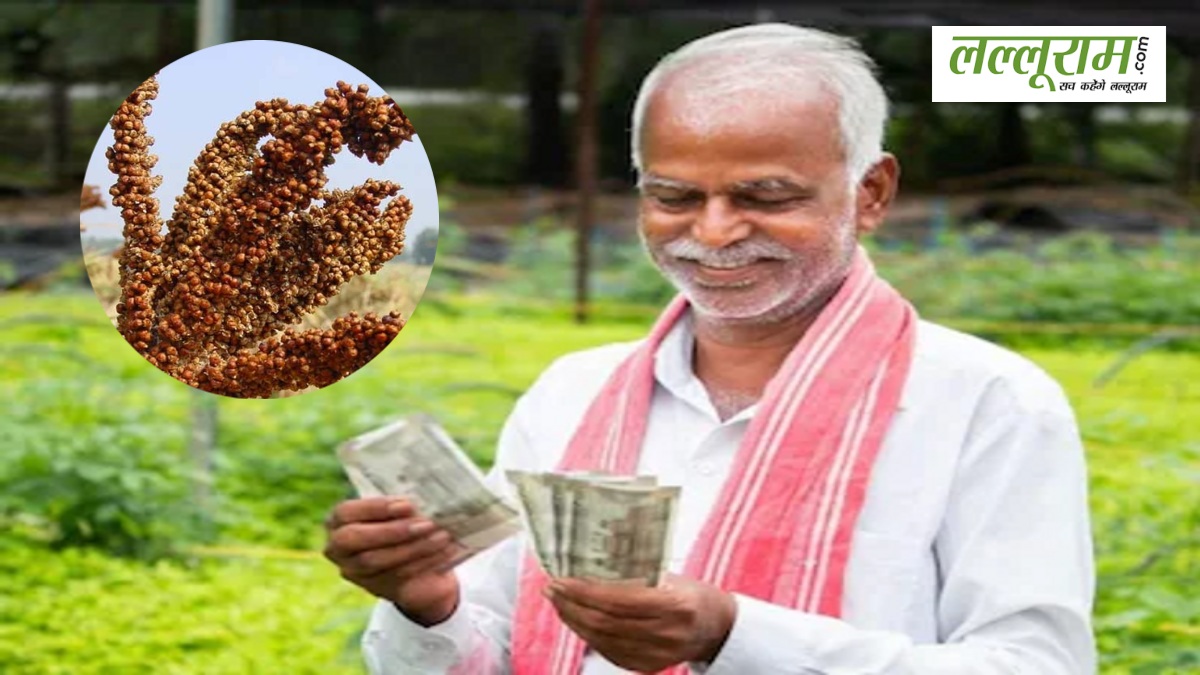 किसानों की बल्ले-बल्ले ! बाजार में बढ़ी मंडुआ की मांग, 4200 रुपए प्रति क्विंटल के हिसाब हो रही खरीदी