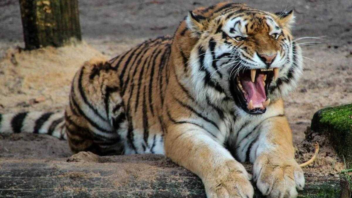 खून का प्यासा बाघ! जंगल में चारा लेने गई महिला पर किया हमला, क्षत-विक्षत हालत में मिली लाश