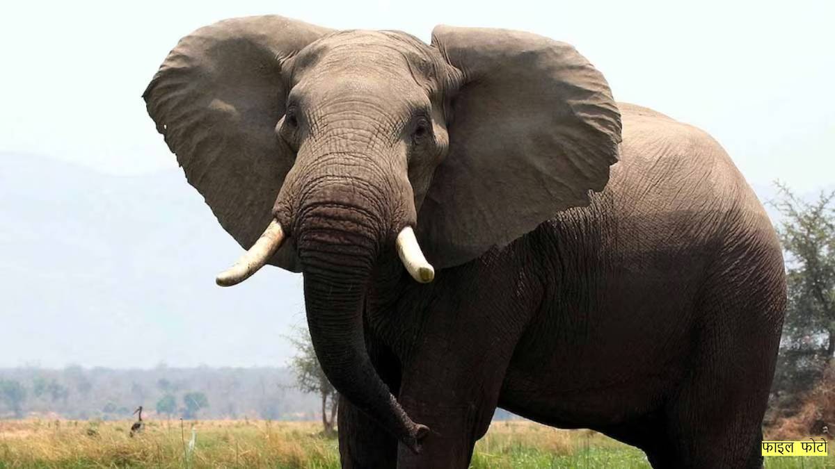 दर्दनाक मौत: गजराज ने दंपति को पटक-पटककर मार डाला, दहशत में आए लोग