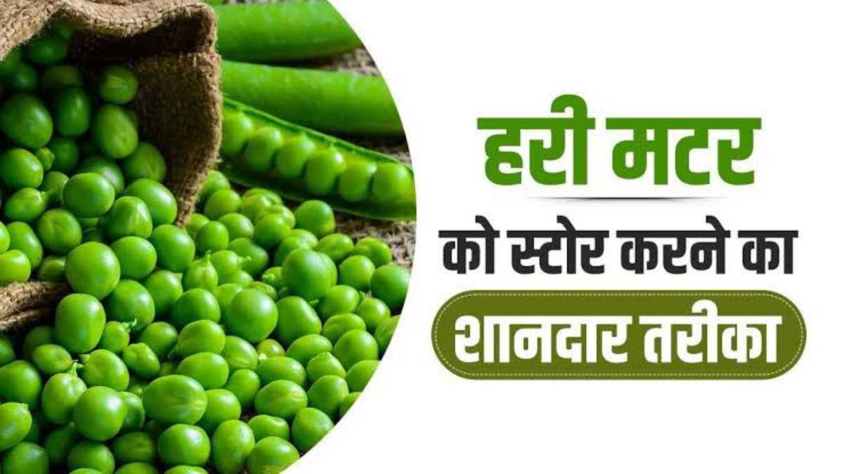 Kitchen Tips: ठंड जाने से पहले मटर को इन तरीकों से कर लें साल भर के लिए स्टोर, लंबे समय तक स्वाद रहेगा बरकरार…