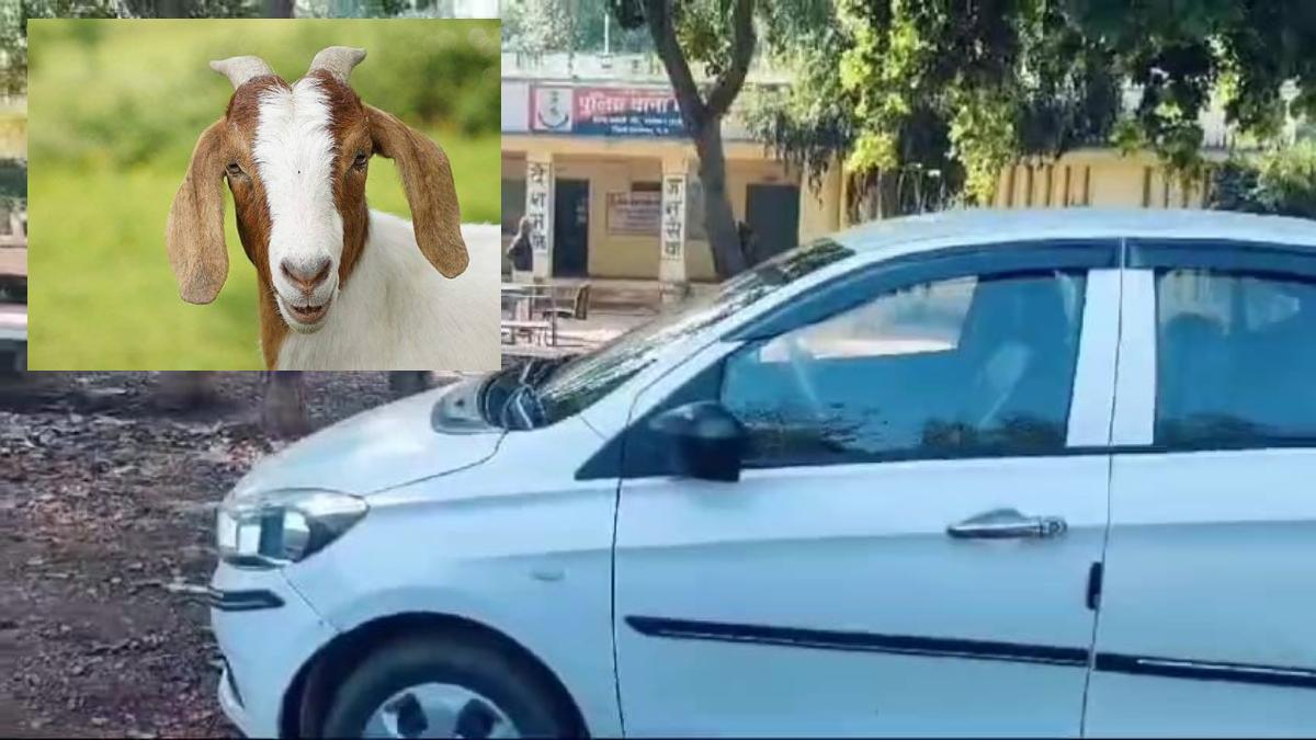 वाह रे वाह! लाखों की कार छोड़ 9 हजार की बकरी लेकर भागे चोर, जानिए वारदात की इनसाइड स्टोरी