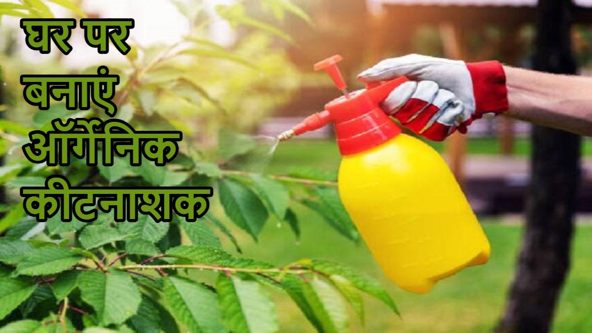 Organic Pesticides: आप भी करते हैं ऑर्गेनिक सब्जियों की खेती, तो इस तरह बनाए प्राकृतिक कीटनाशक…