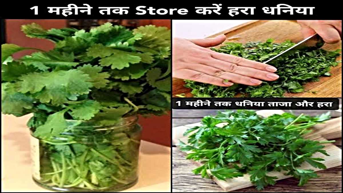 Kitchen Tips: ठंड के मौसम में इन ट्रिक्स की मदद से हरी धनिया को करें स्टोर और लंबे समय तक रखें ताज़ा…