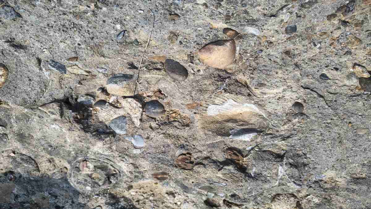 हसदेव नदी के किनारे मिला 28 करोड़ साल पुराना समुद्री जीवाश्म, इतिहास और पुरातत्व में रुचि रखने वालों के लिए आकर्षण का केन्द्र बना मनेंद्रगढ़ …