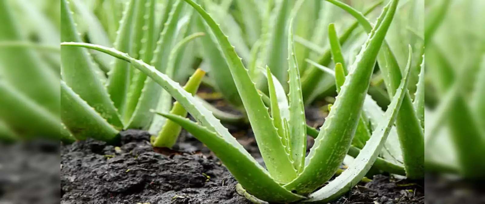 AloeVera Plant Vastu: घर में एलोवेरा का पौधा लगाने से वातावरण शुद्ध होता है, लेकिन ये गलती करने पर दरिद्रता घेर लेगी…