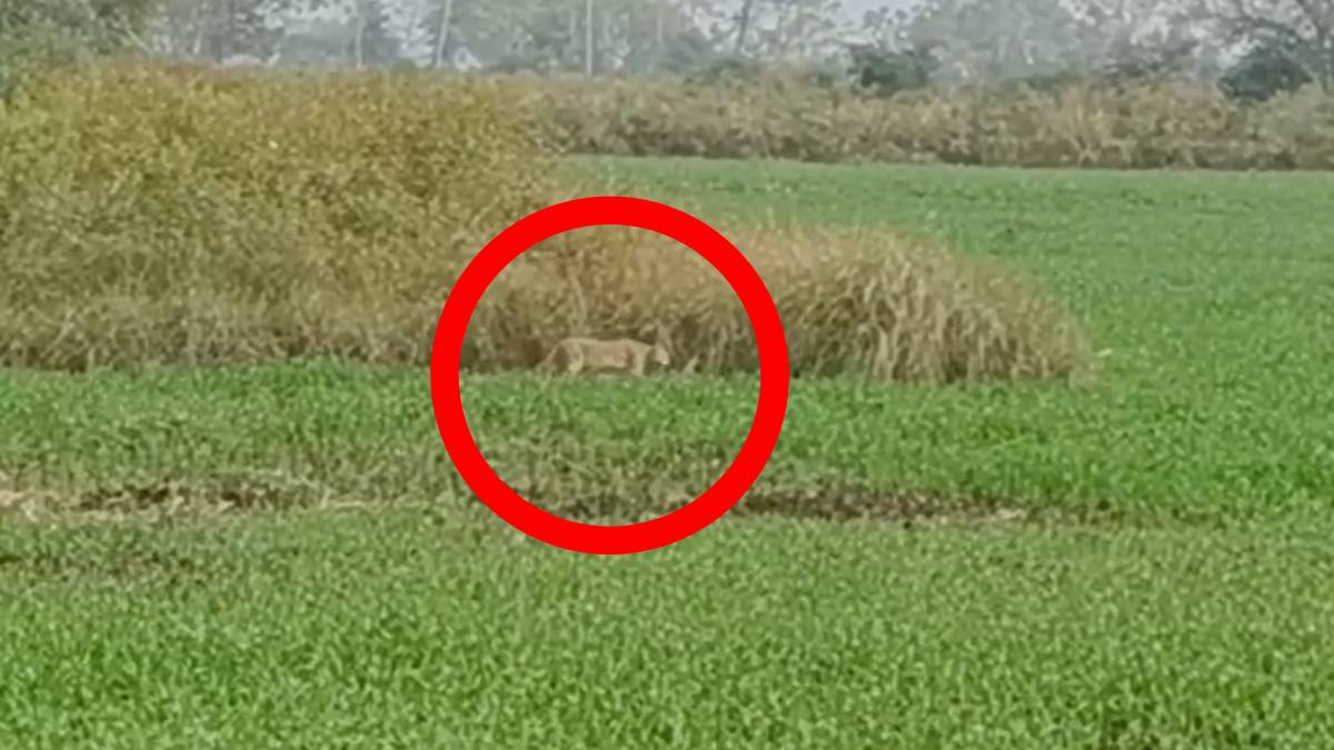CG News: रिहायसी इलाके में नजर आया तेंदुआ, ग्रामीणों में दहशत का मौहाल, देखें वीडियो…