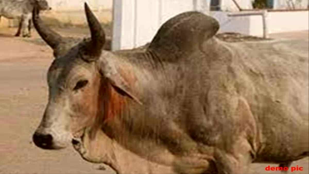 सावधान! मौत घूम रही है… ‘यमराज’ बनकर आवारा सांड ने किया बुजुर्ग पर हमला, तोड़ा दम, प्रशासन की कोताही बनी काल