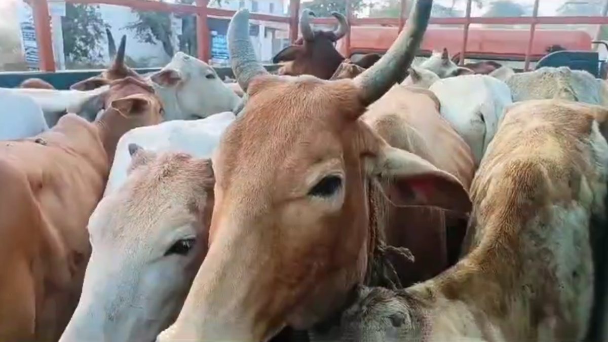 CG CRIME NEWS: गौ तस्करी के खिलाफ पुलिस की बड़ी कार्रवाई, घेराबंदी कर 30 गायों का किया रेस्क्यू, आरोपी फरार…