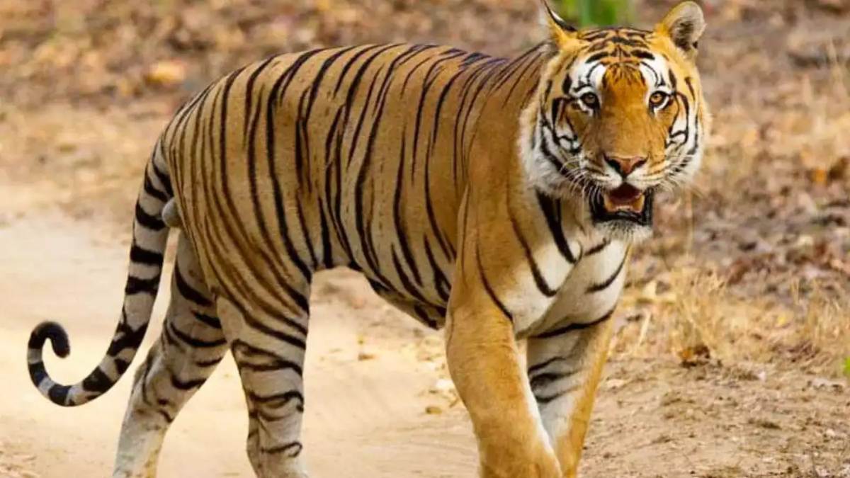आदमखोर का आतंकः रात के अंधेरे में बाघ ने किसान का किया शिकार, क्षत-विक्षत शव देख ग्रामीणों के बीच मचा कोहराम