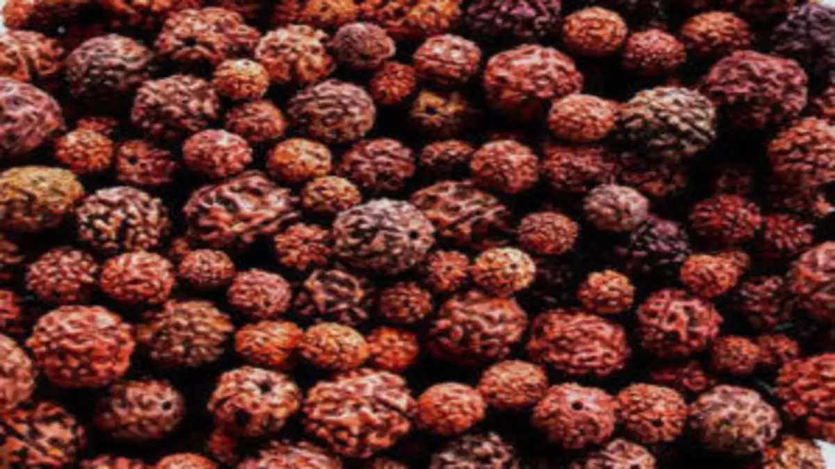 Rudraksh Dharan: कमजोर ग्रहों को मजबूत करता है रुद्राक्ष, 1 से 14 तक कौन सा ग्रह धारण करना चाहिए और कब…