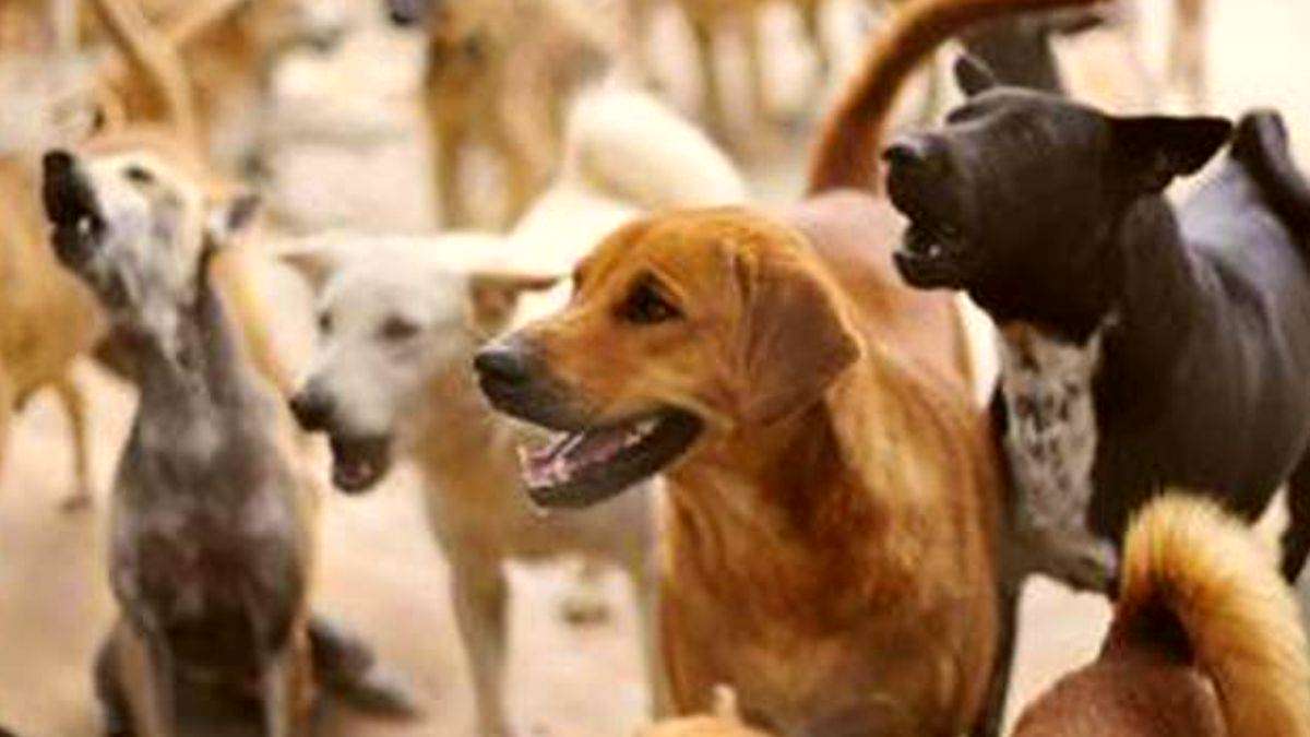काल बने कुत्तेः 3 साल के बच्चे पर आवारा कुत्तों ने किया हमला, नोचते हुए कुछ दूर घसीटा, फिर जो हुआ…