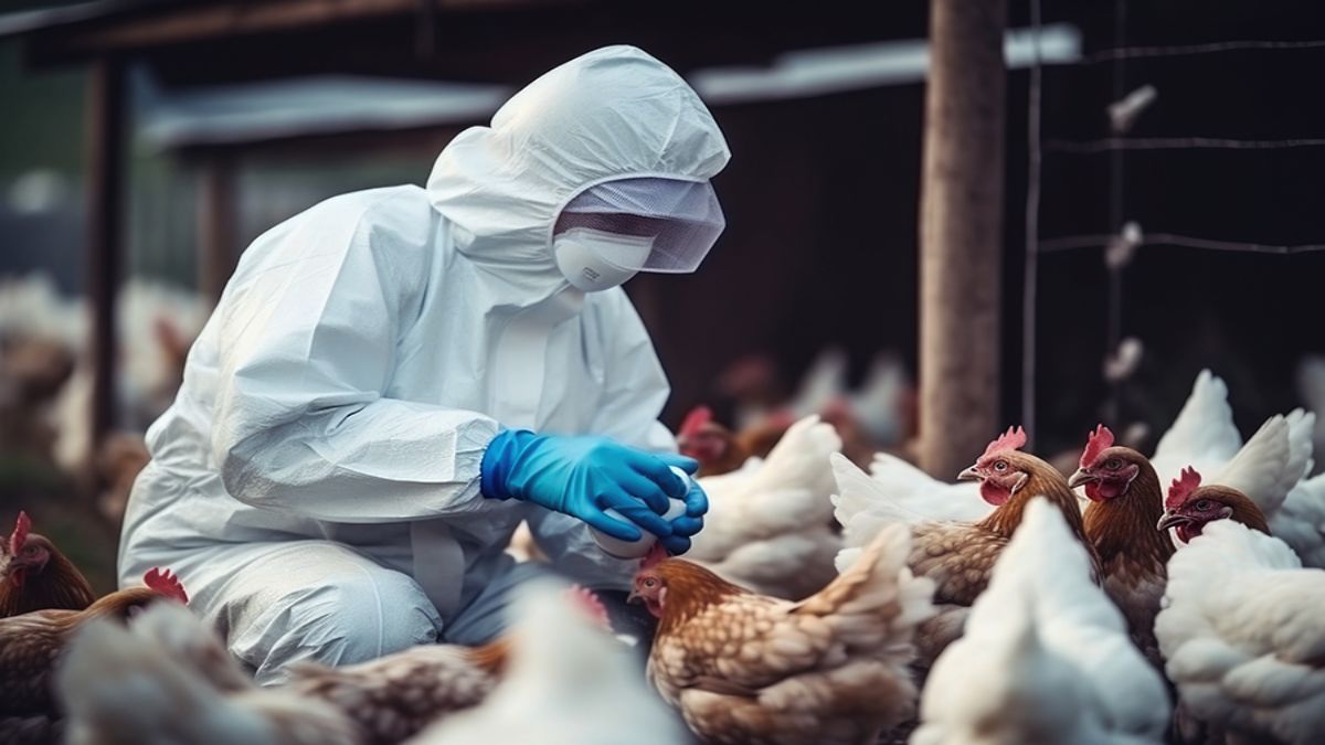 Bird Flu: महाराष्ट्र में कौंओ के बाद अब 4200 से चूजों की मौत से हड़कंप, संक्रमण की आशंका पर प्रशासन ने जारी की गाइडलाइन