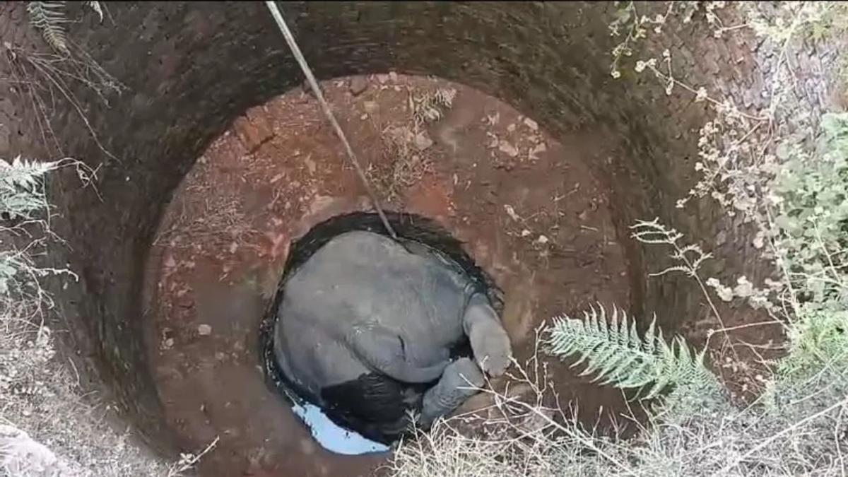 कुएं में मुंह के बल गिरा हाथी: खेतो में जमकर उत्पात मचाने के बाद अंदर झांक रहा था तभी हो गई घटना, घंटों तड़पने के बाद हुई ‘गजराज’ की मौत