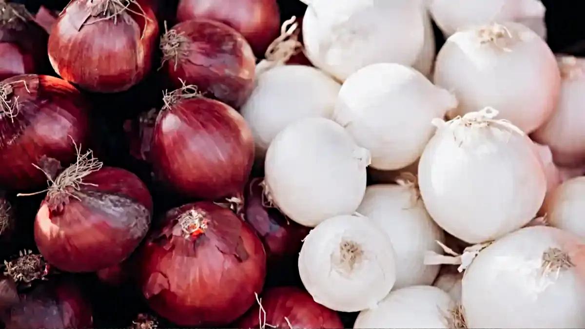 Red Onion vs White Onion: आप कौन सा प्याज खाते हैं लाल की सफेद? यहाँ जाने दोनों प्याज में अंतर और उसके फायदे…