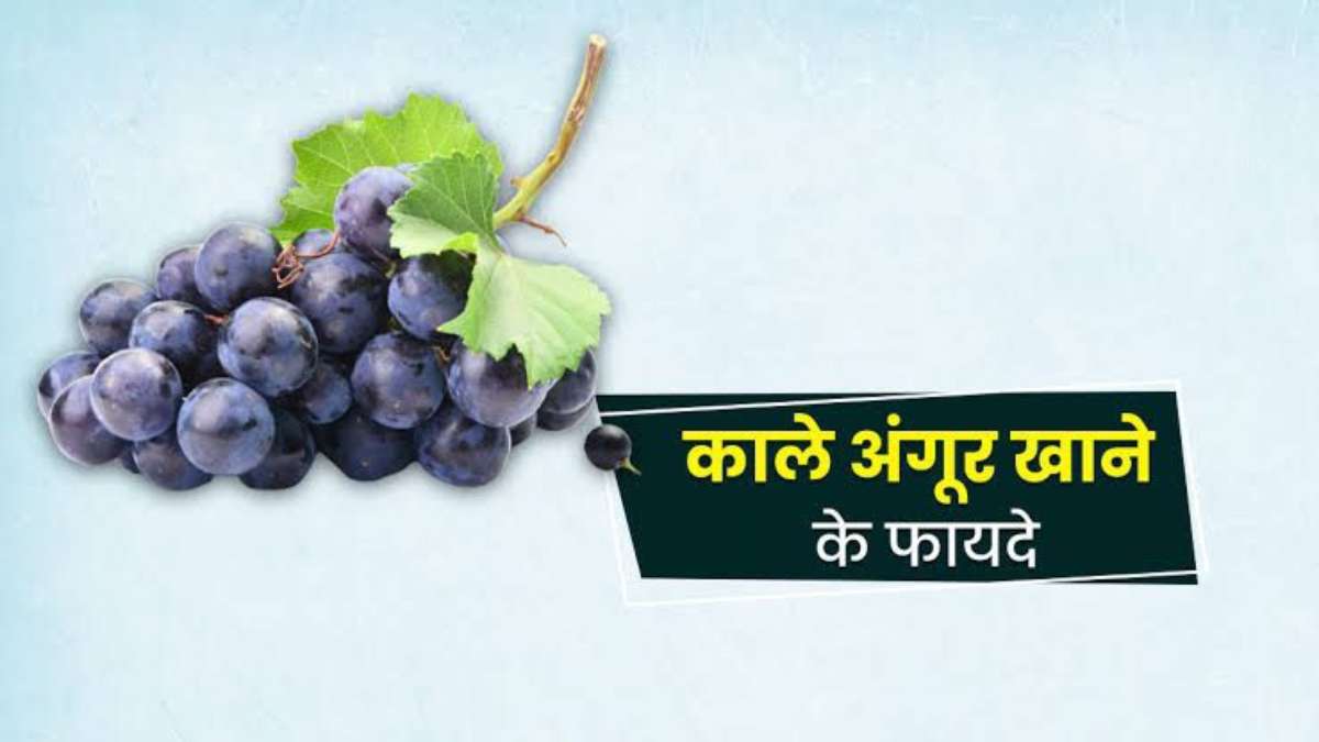 Black Grapes Benefits: स्वादिष्ट काले अंगूर सेहत के लिए भी बहुत लाभकारी, इस गर्मी जमकर खाएं…
