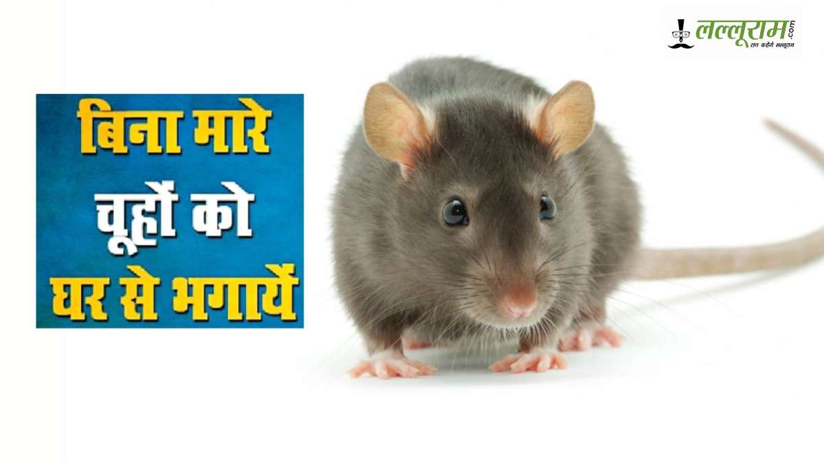 Chuhe Bhagane ke Upay: चूहों ने घर में मचा रखा है आतंक? ये घरेलू उपाय अपना कर भगाएं…